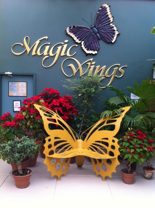 magic-wings